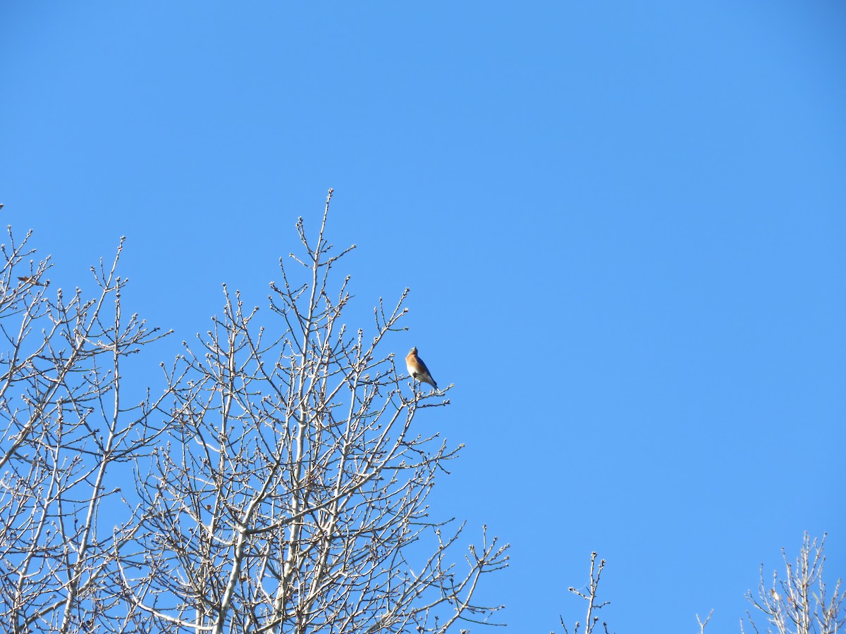 Eastern Bluebird - ML286835931