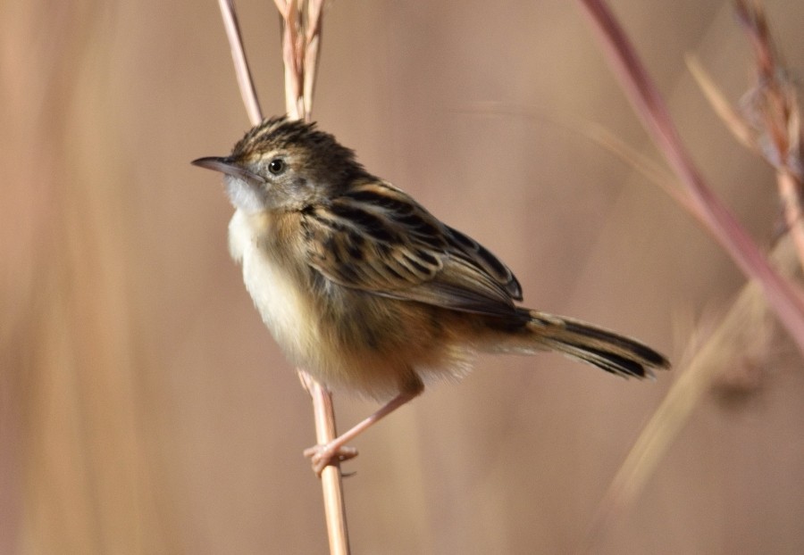 Zitting Cisticola - ML286836391