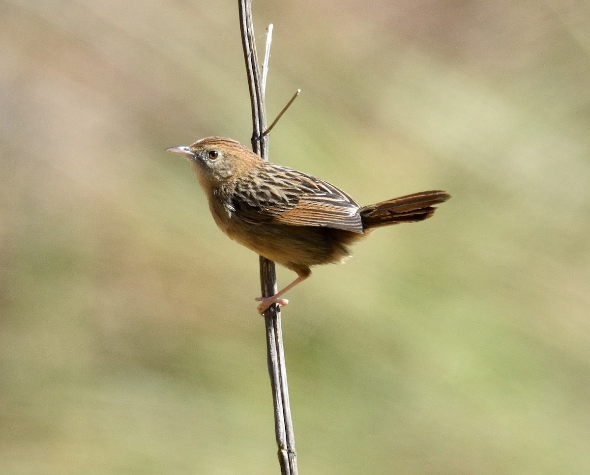 Wailing Cisticola - ML286837251