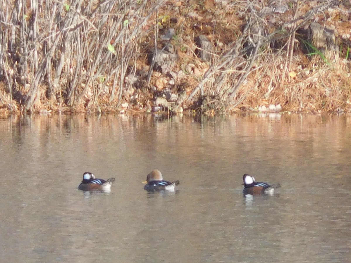 Hooded Merganser - ML286837451