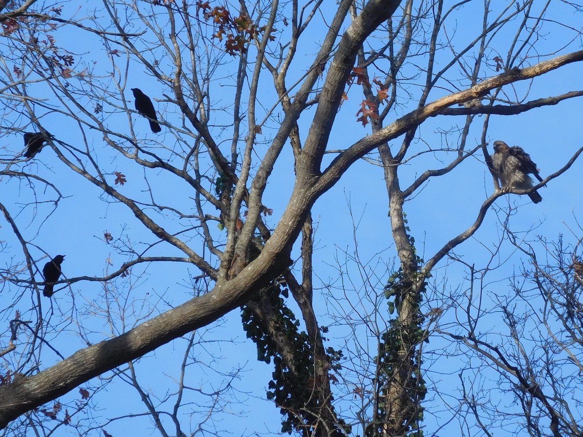 Red-tailed Hawk - ML286837471