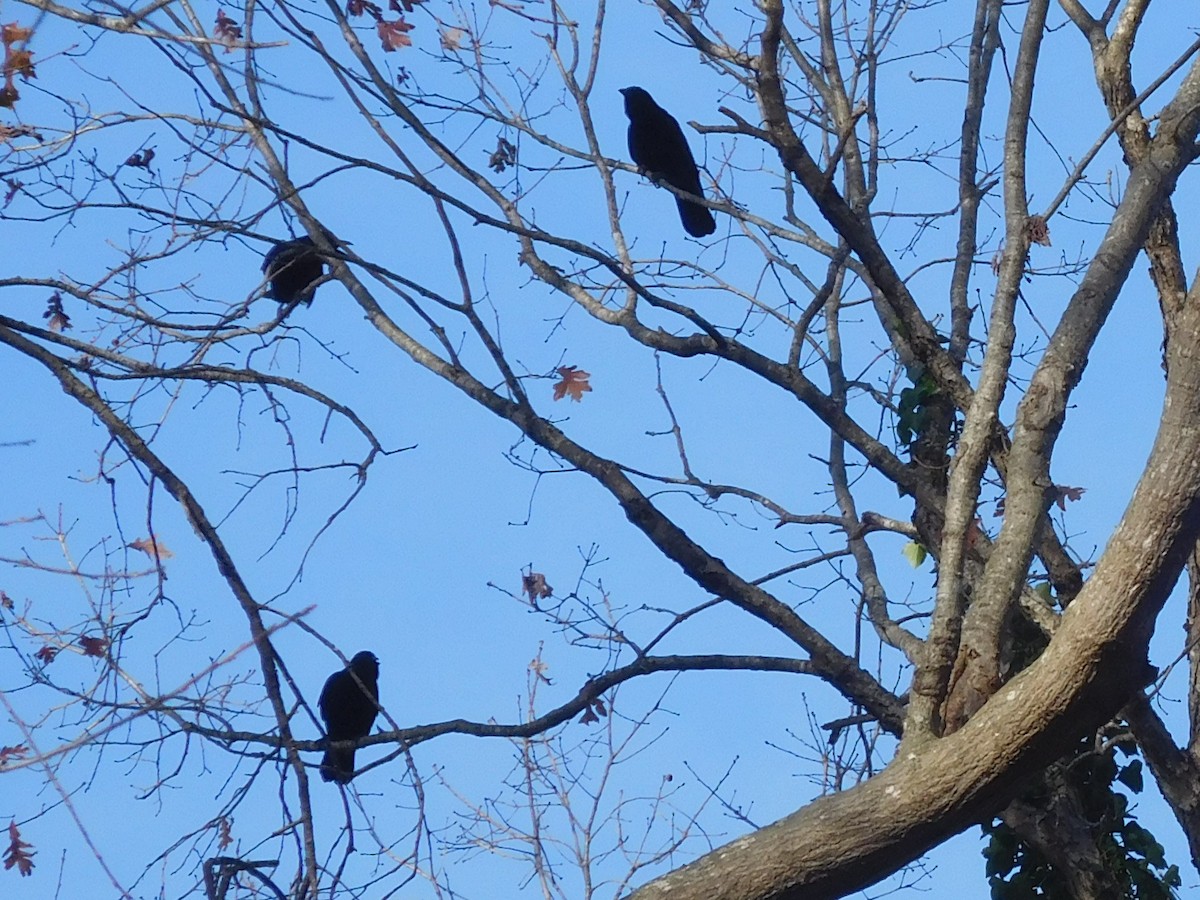 American Crow - ML286837491