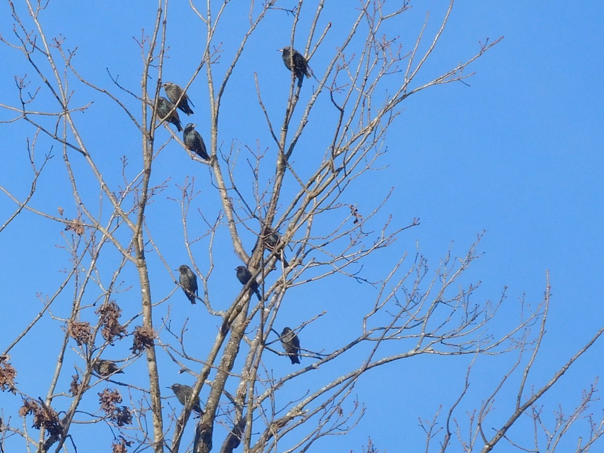 זרזיר מצוי - ML286837511