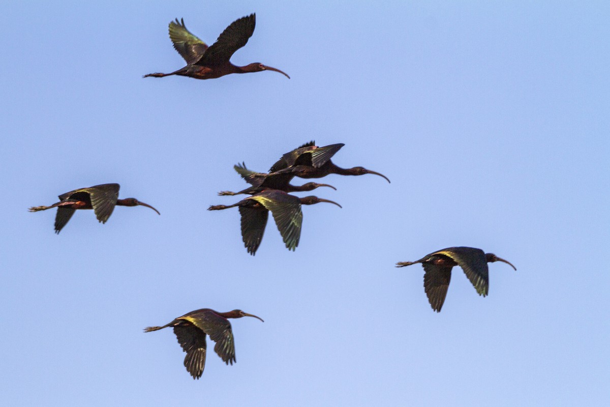 White-faced Ibis - ML286837811