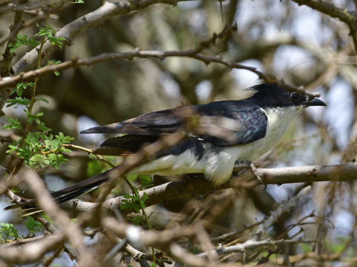 Pied Cuckoo - ML286839151