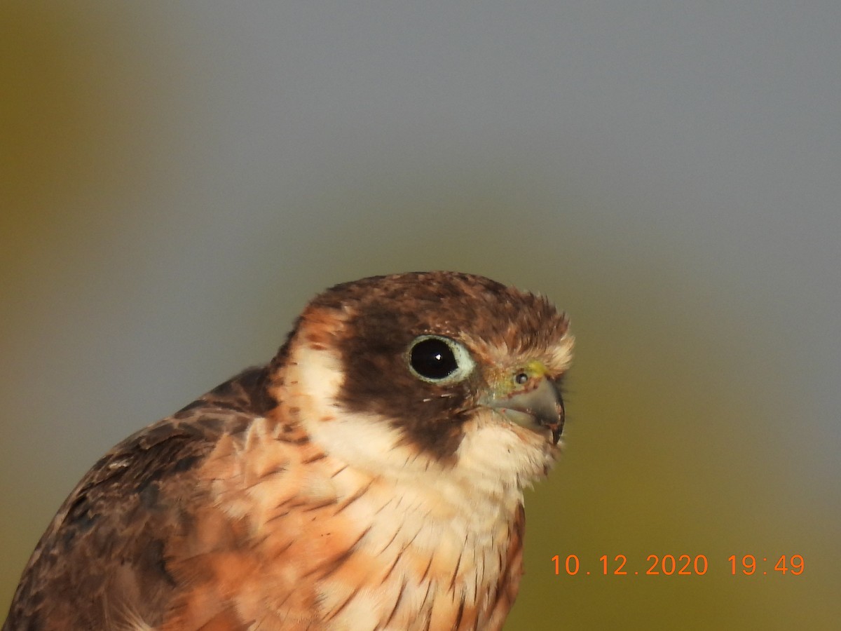 Australian Hobby - ML286842321