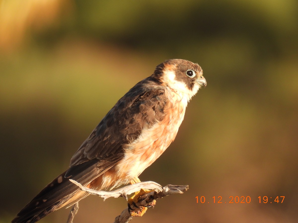 Alcotán Australiano - ML286842371