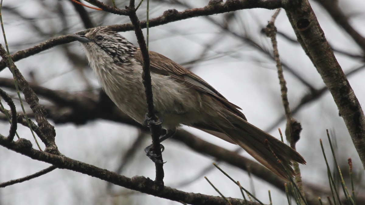 Striped Honeyeater - ML286843161