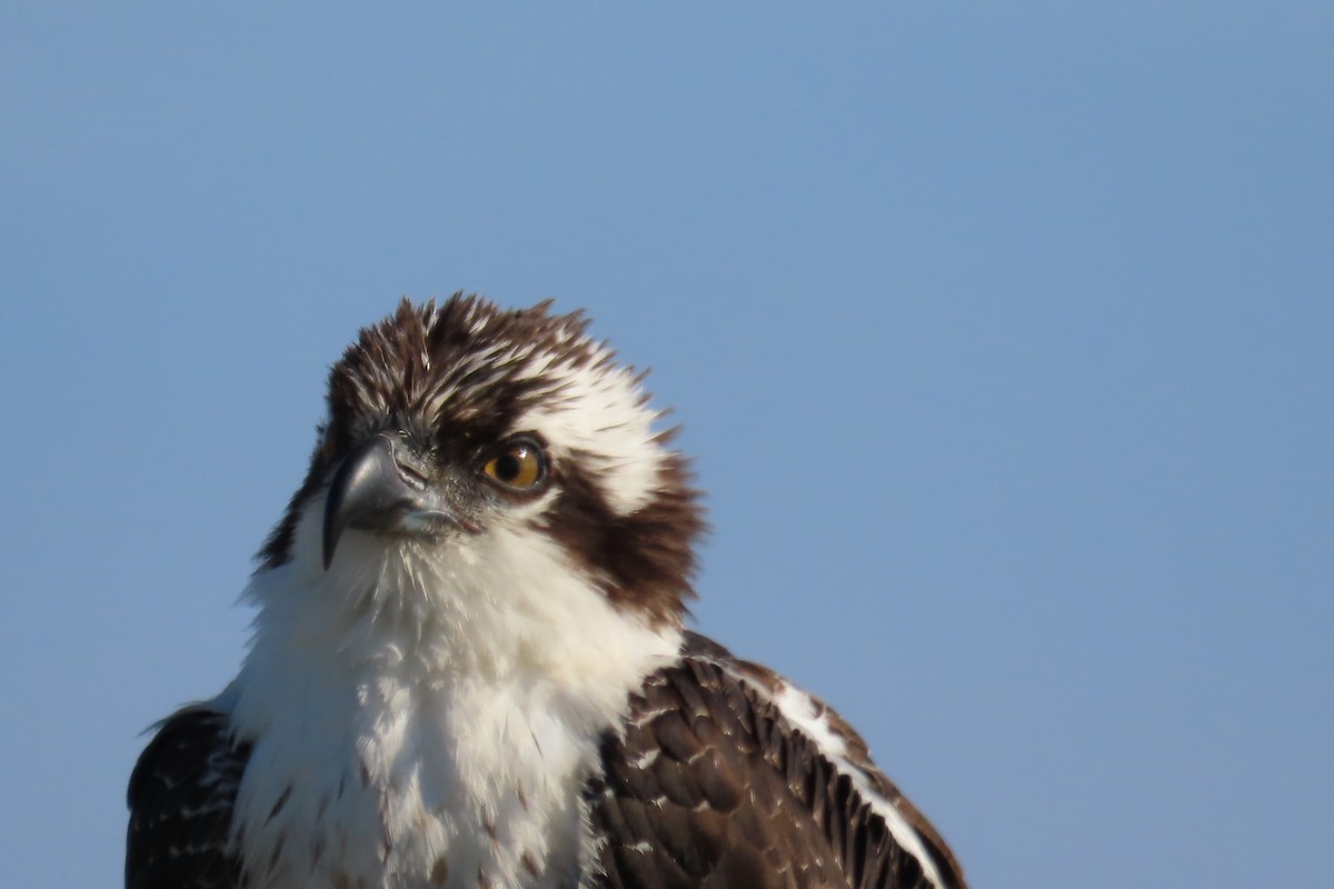 Osprey - ML286843191