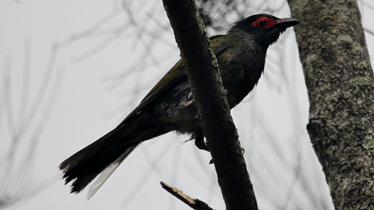 Australasian Figbird - ML286843301