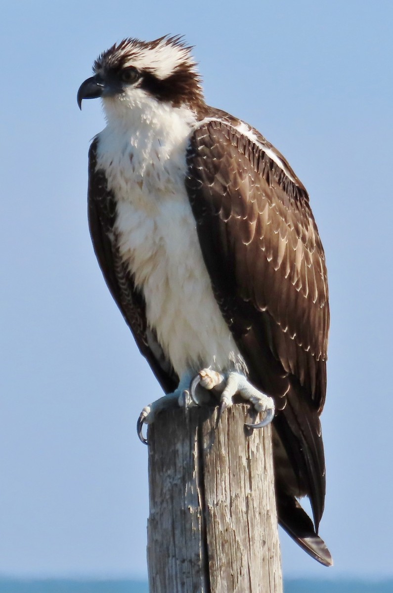 Águila Pescadora - ML286843461