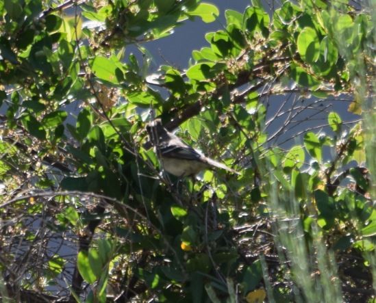 White-crested Elaenia - Felipe Undurraga