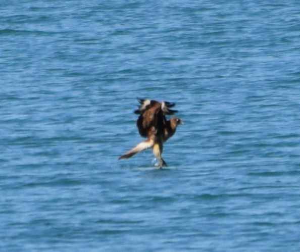 Chimango Caracara - Felipe Undurraga