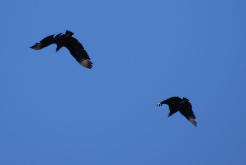 Black Vulture - Felipe Undurraga