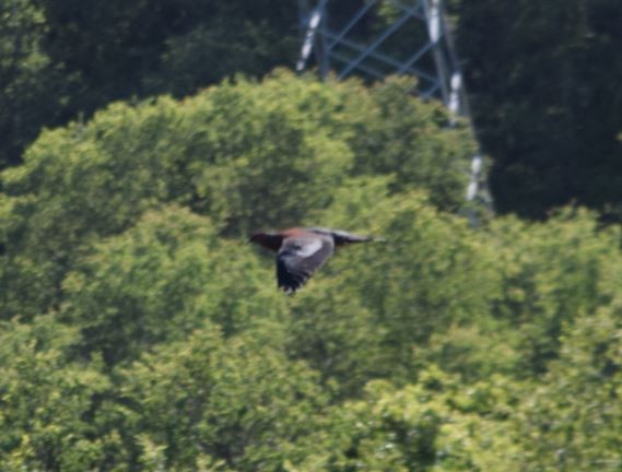 Chilean Pigeon - Felipe Undurraga