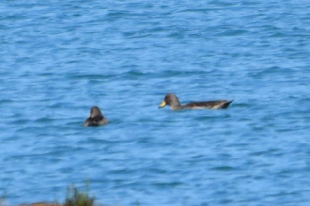 Yellow-billed Teal - Felipe Undurraga