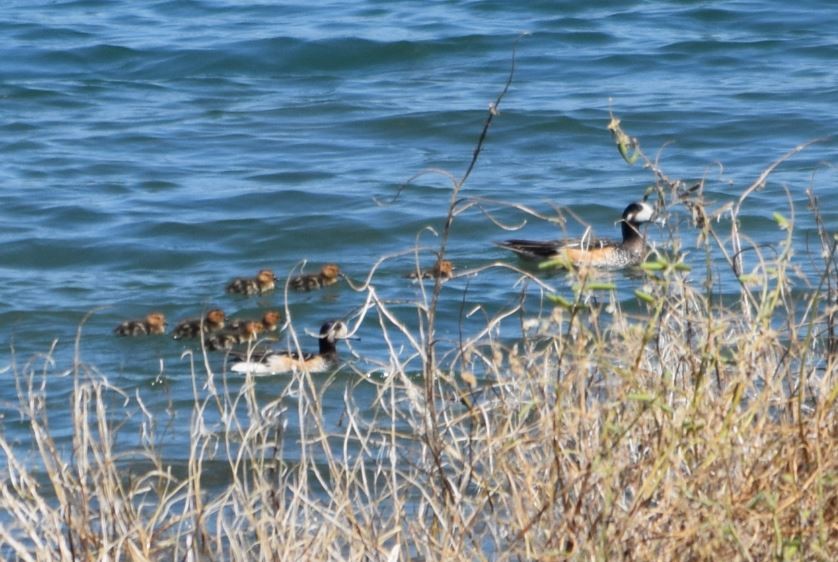 Chiloe Wigeon - Felipe Undurraga