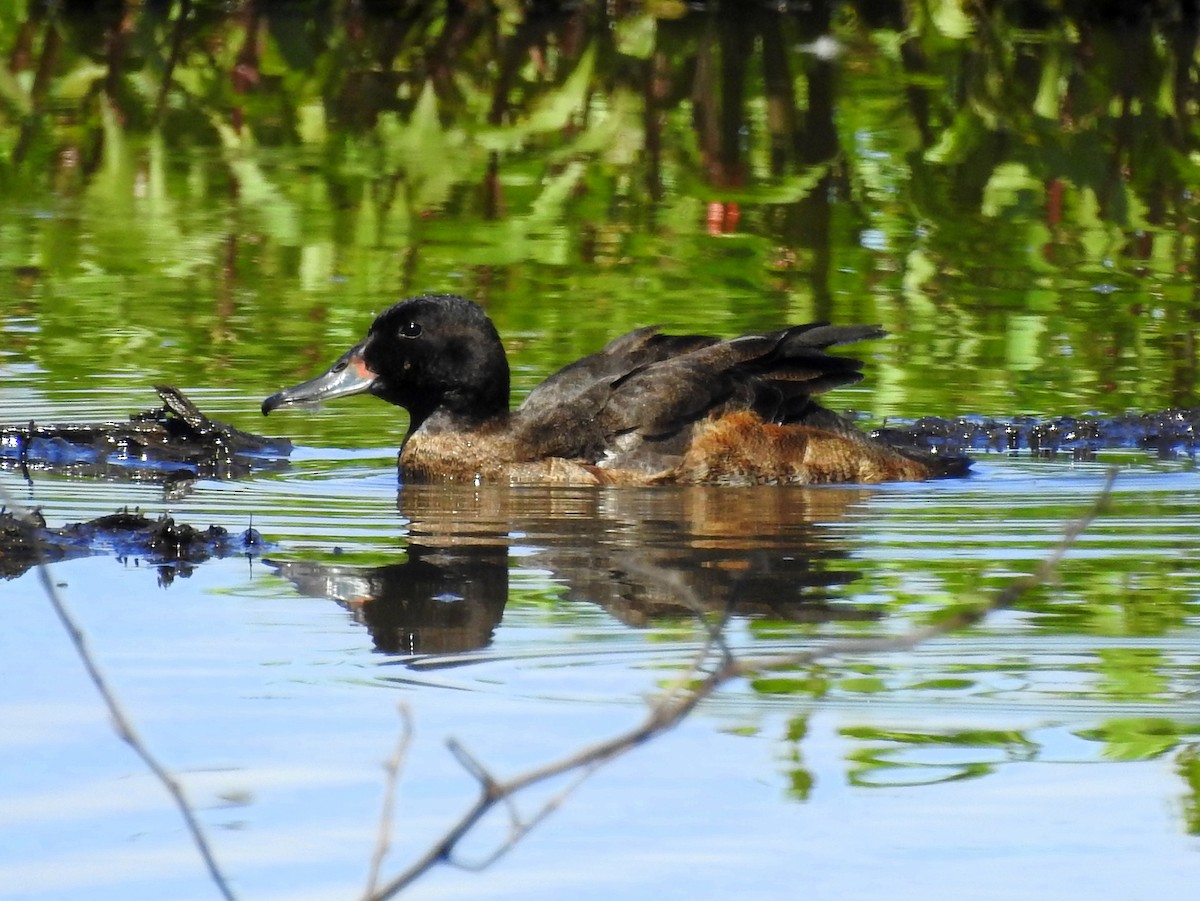 Black-headed Duck - ML286846831