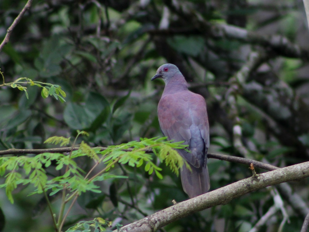 Pale-vented Pigeon - ML286846891