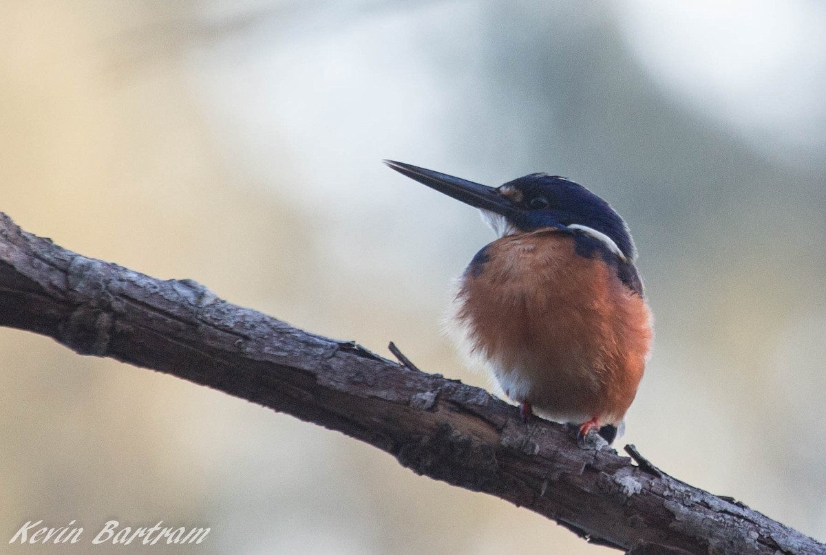 Azure Kingfisher - ML286847131