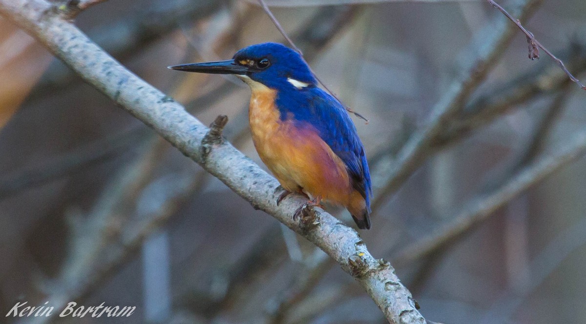 Azure Kingfisher - ML286847141