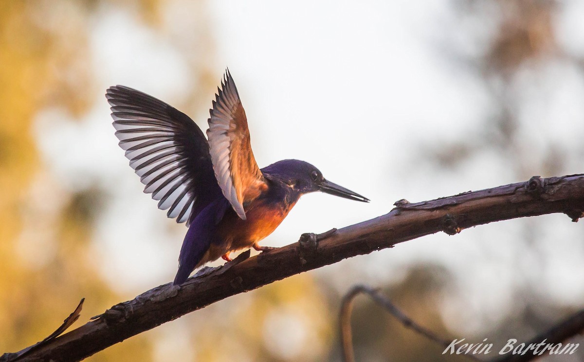 Azure Kingfisher - ML286847151