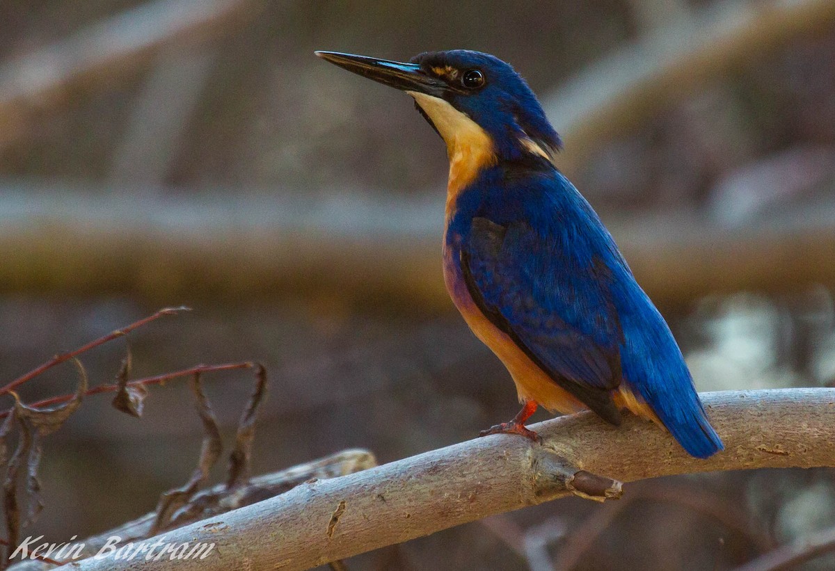 Azure Kingfisher - ML286847181