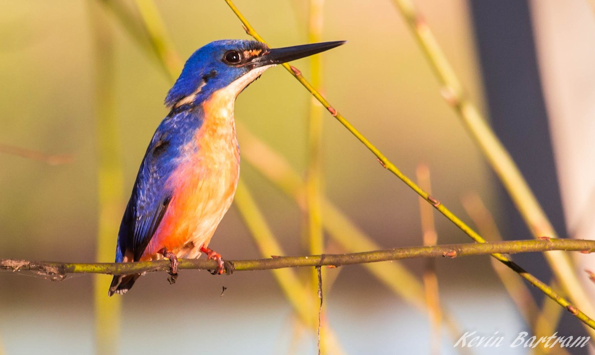 Azure Kingfisher - ML286847191