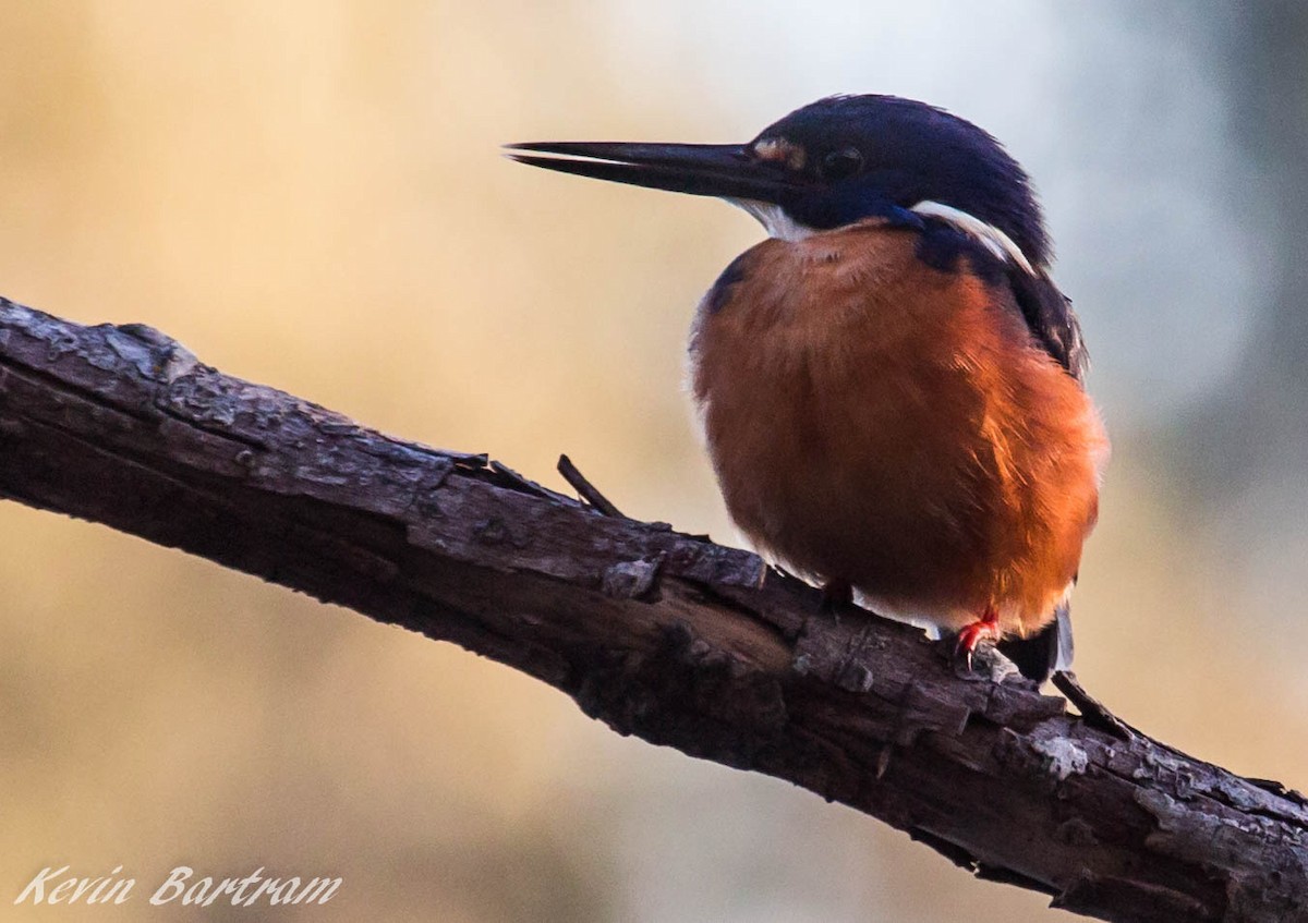 Azure Kingfisher - ML286847241