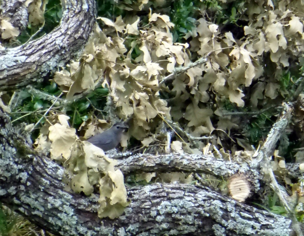 Gray Catbird - Brush Freeman