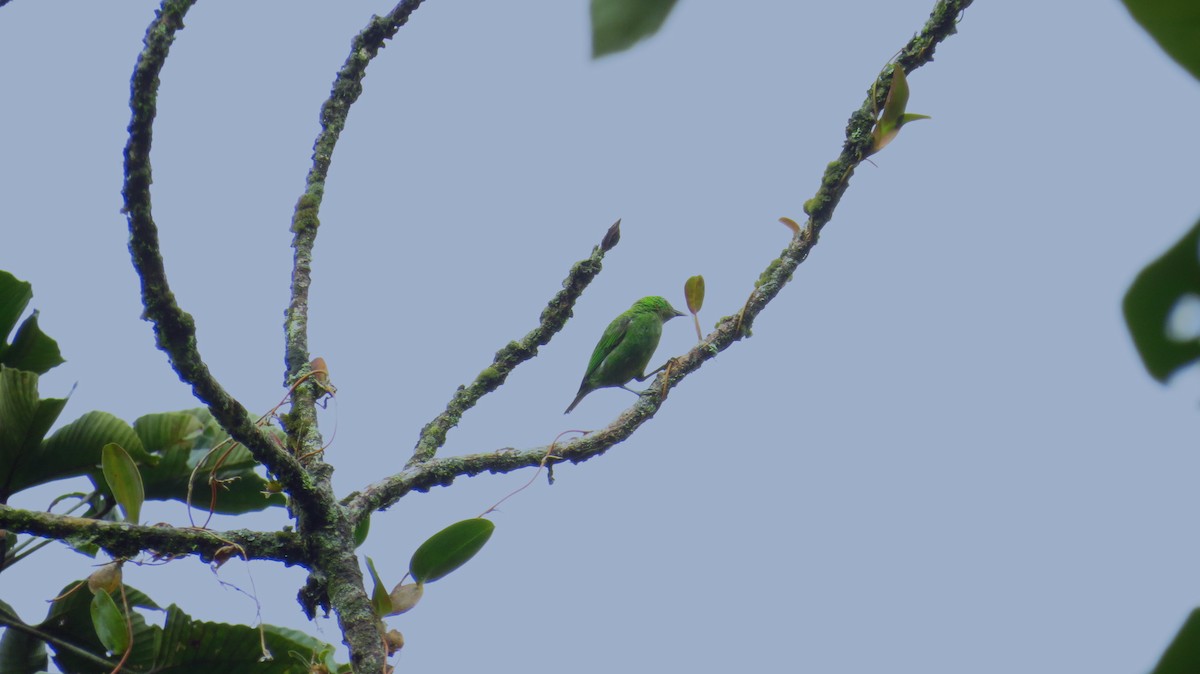 Orange-eared Tanager - ML28685001