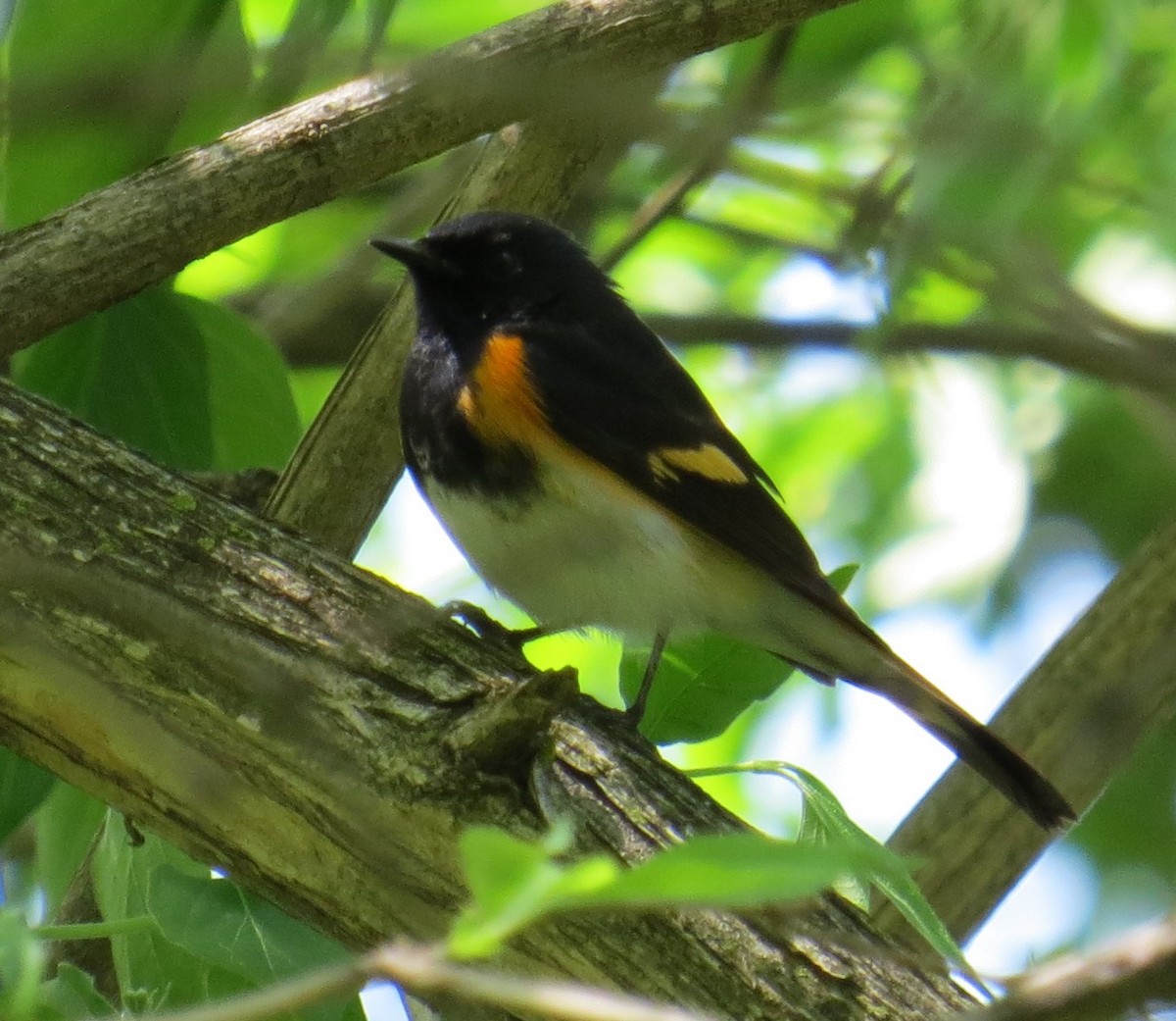 American Redstart - Michael L Crouse