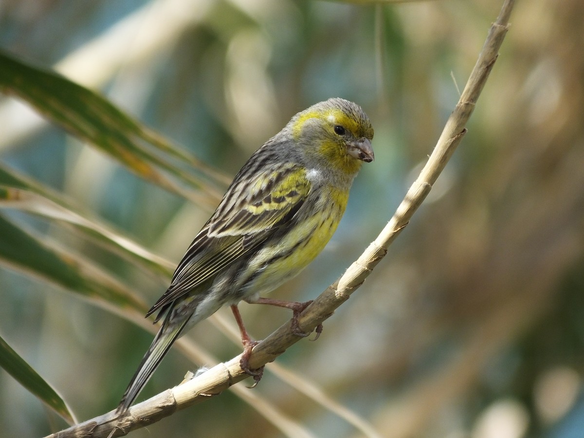 Serin des Canaries - ML286852191