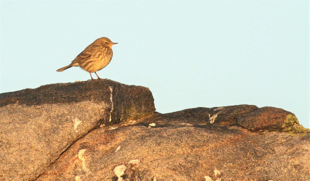 Rock Pipit - ML286853701