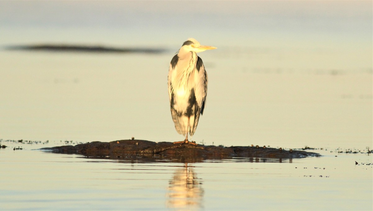 Gray Heron - ML286853741