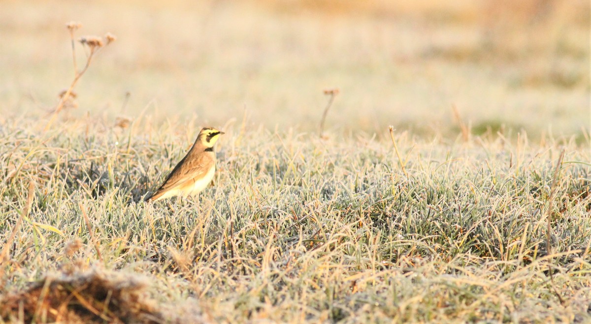 Horned Lark - ML286853791