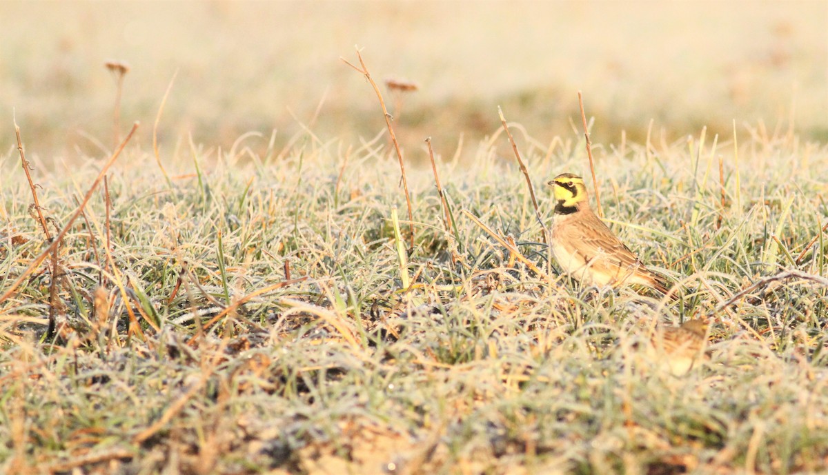 Horned Lark - ML286853811