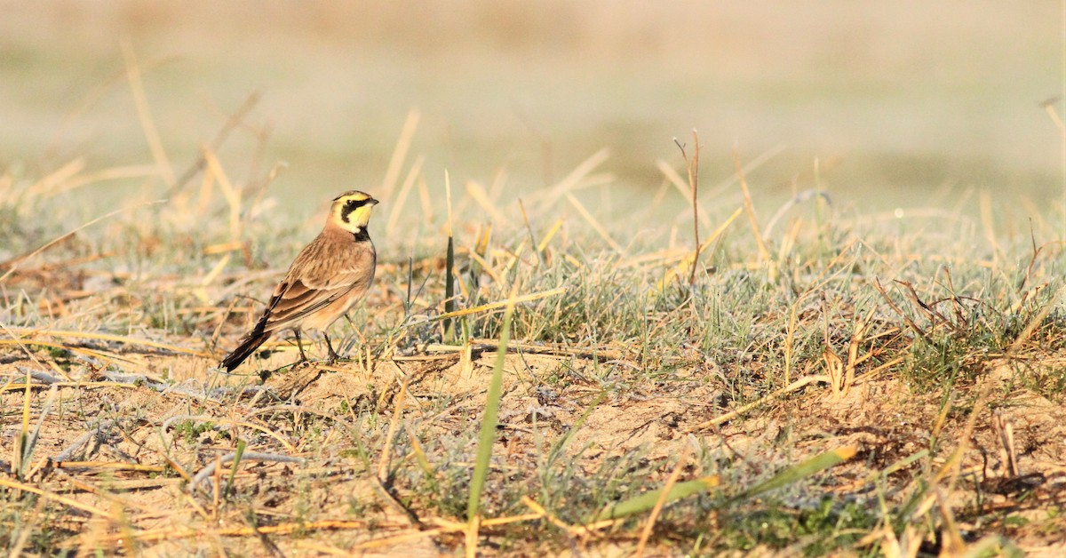 Horned Lark - ML286853831