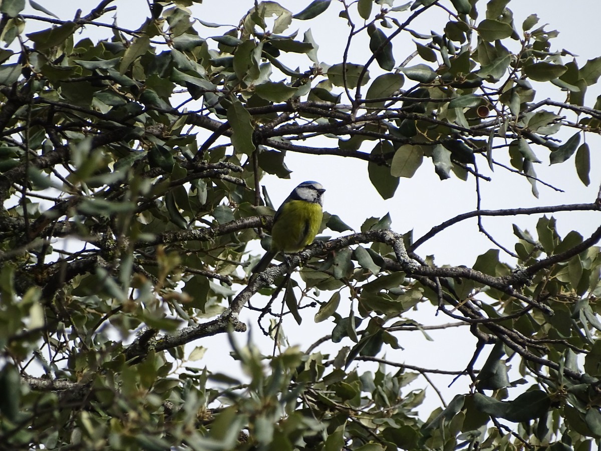 Eurasian Blue Tit - ML286855191