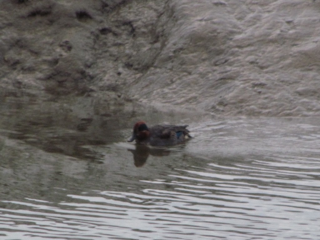 Green-winged Teal - ML286855221