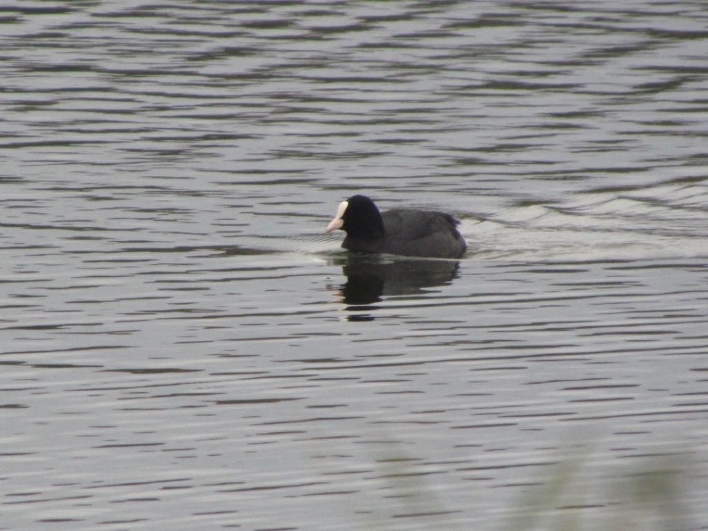 Eurasian Coot - ML286855721