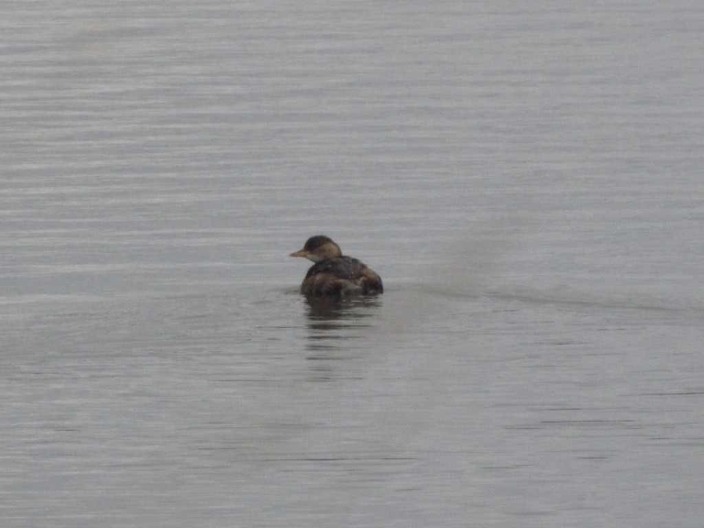 Little Grebe - ML286856111