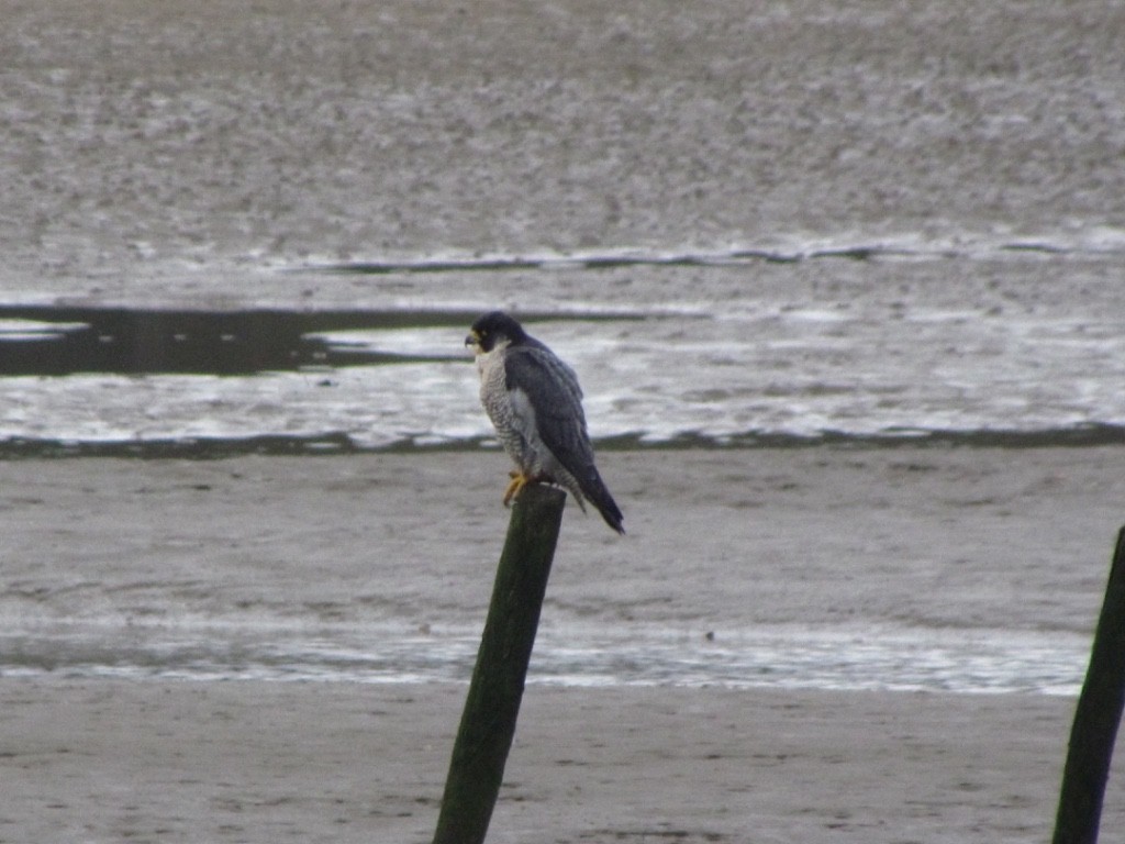 Peregrine Falcon - ML286856891