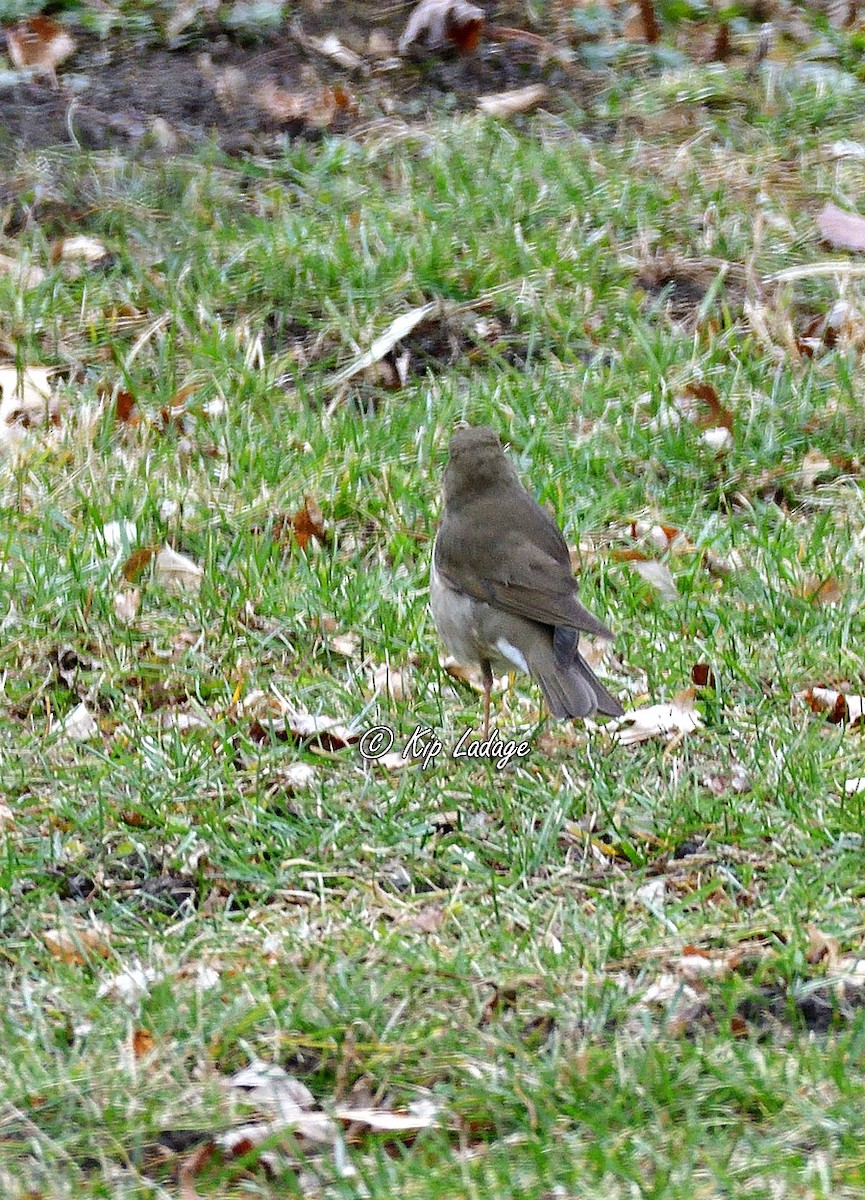 Swainson's Thrush - ML286857131