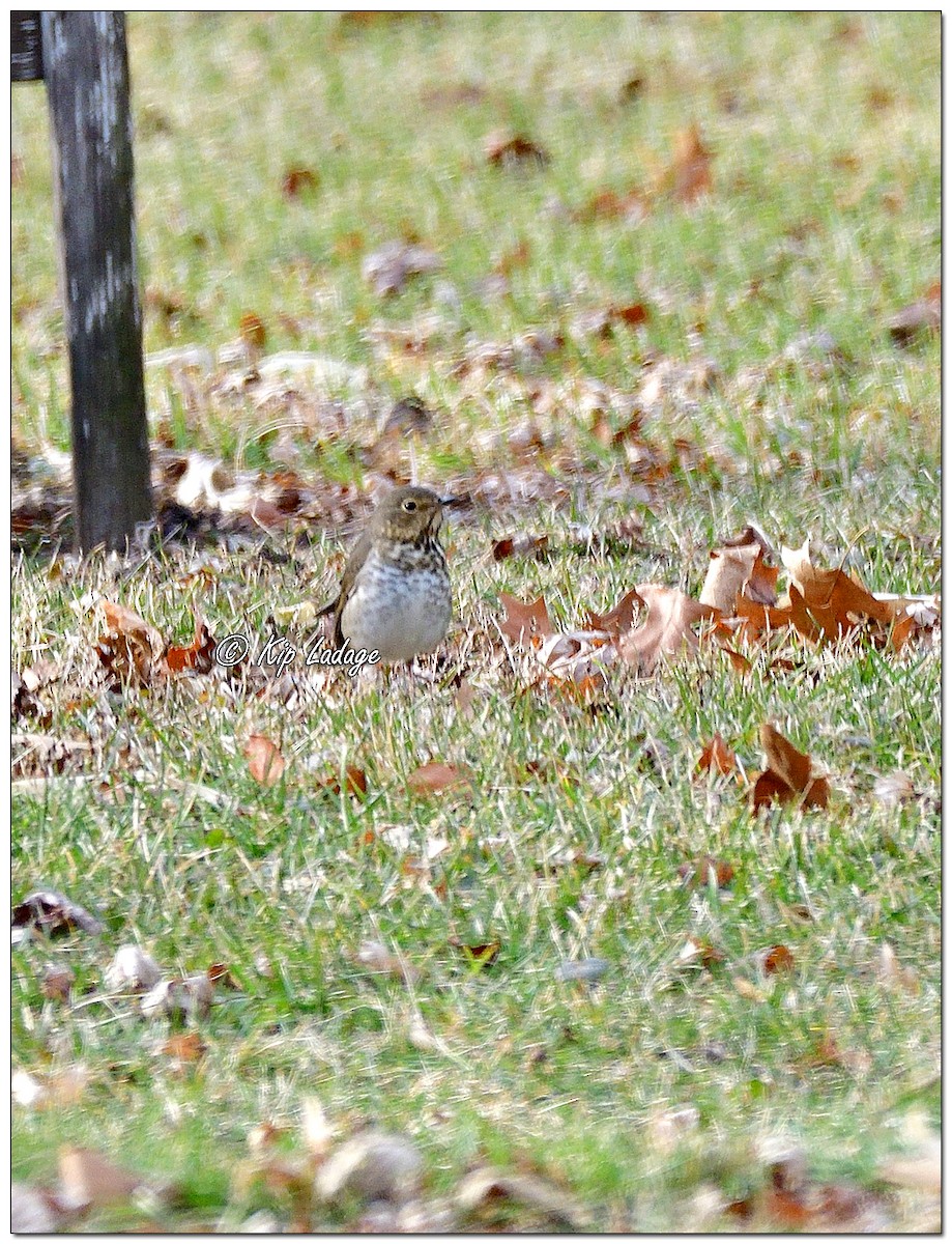 Swainson's Thrush - ML286857141