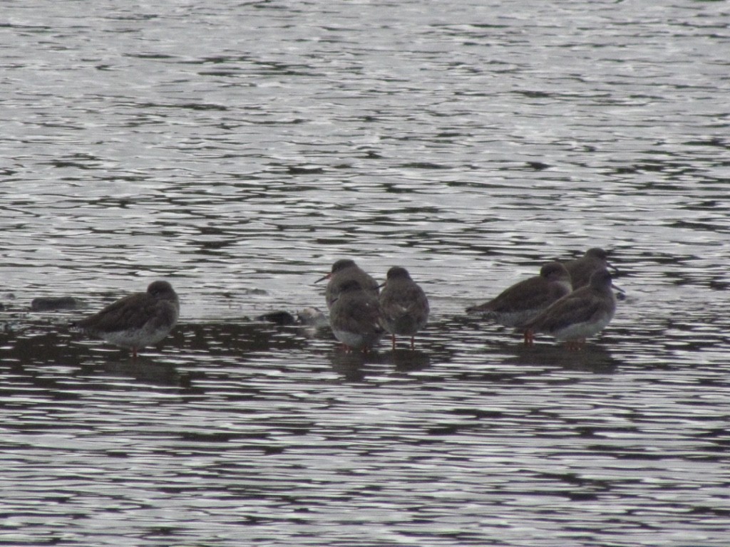 Common Redshank - ML286857391