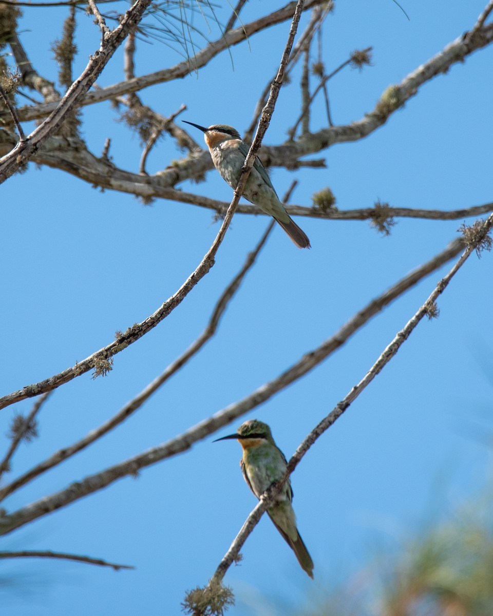 Blue-cheeked Bee-eater - Alistair Routledge