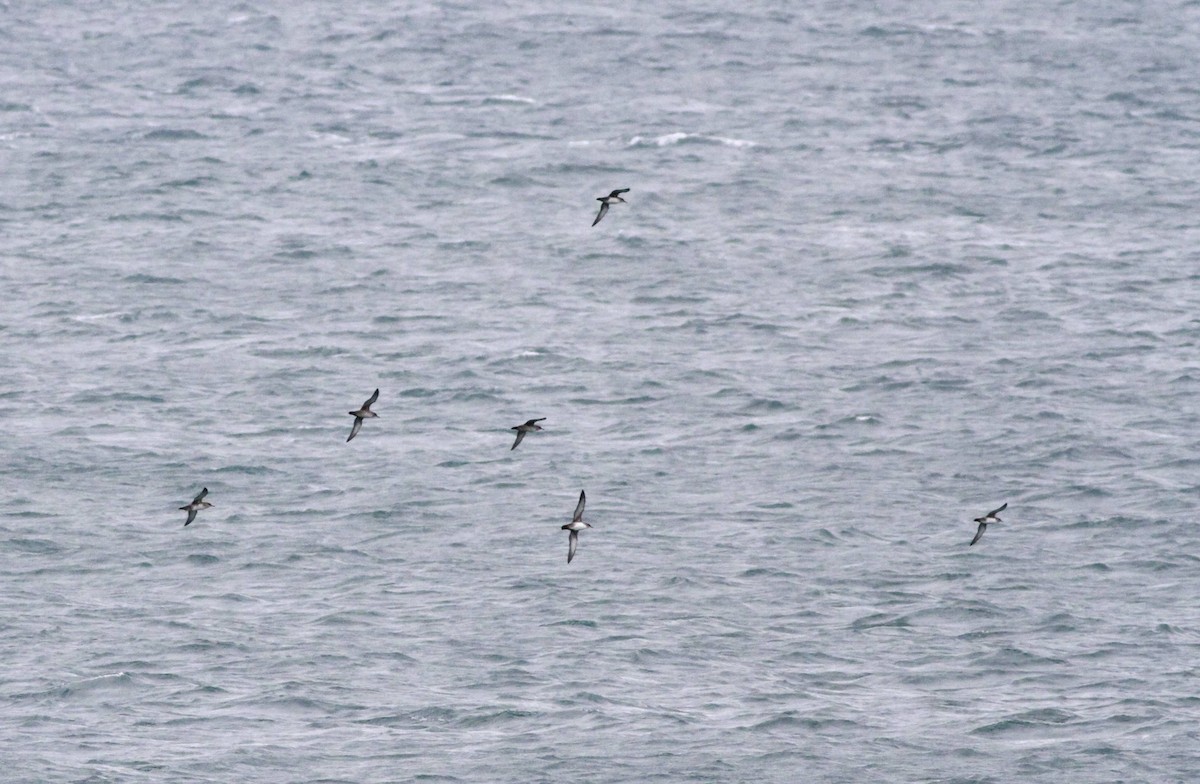 Balearic Shearwater - ML286858781