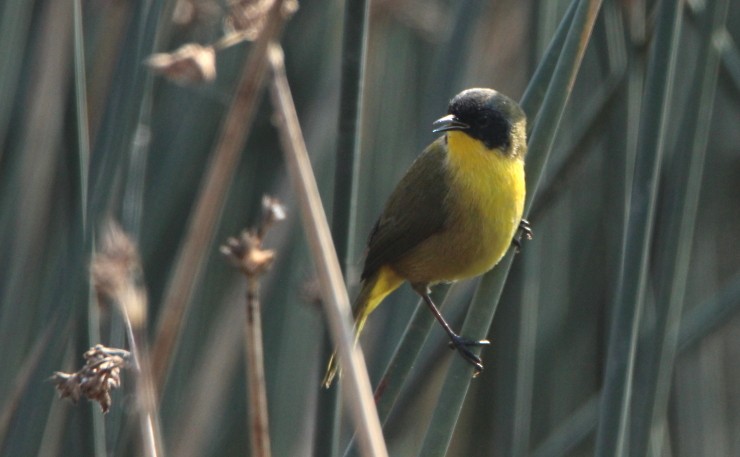 Black-polled Yellowthroat - ML286860421