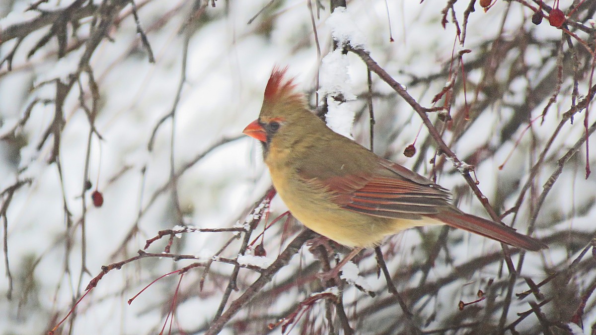 Cardinal rouge - ML286861471